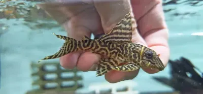 L333 Yellow King Tiger Pleco/Maze Zebra Pleco - (Hypancistrus Seideli)
