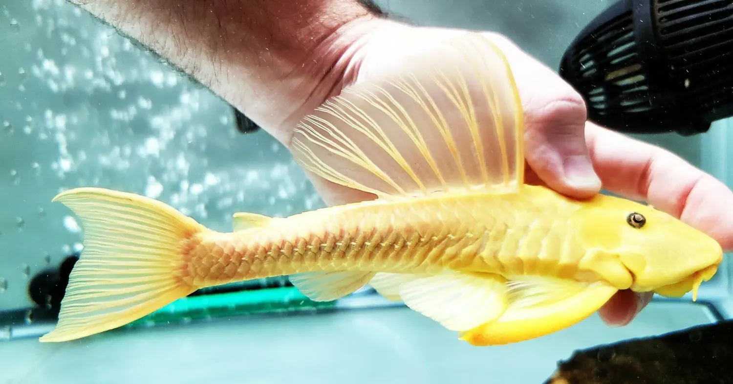 Jaguribe Pleco - (Hypostomus Pusarum)