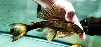 Jaguribe Pleco - (Hypostomus Pusarum)