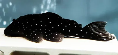 L391 Starry Sky Pleco - (Spectracanthicus sp.)