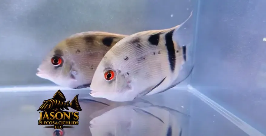 Panda Uaru - (Uaru fernandezyepezi)