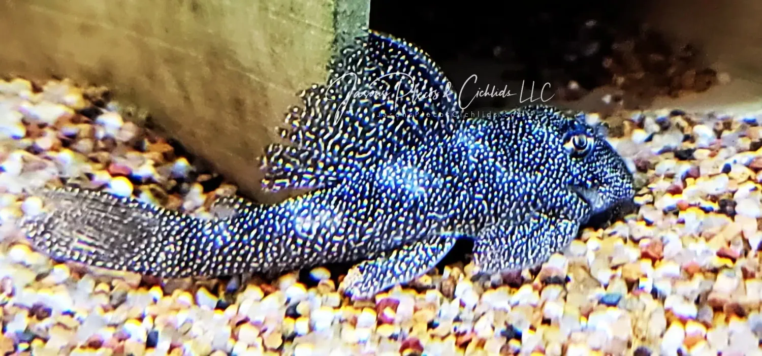 L262 Fine Dotted Pleco - (Hypancistrus sp.)