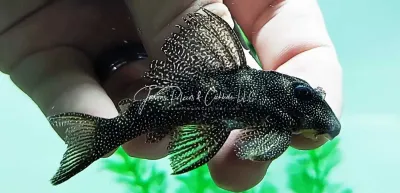 L262 Fine Dotted Pleco - (Hypancistrus sp.)
