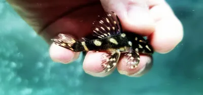 L518 Jacareacanga Pleco - (Hypancistrus sp.)