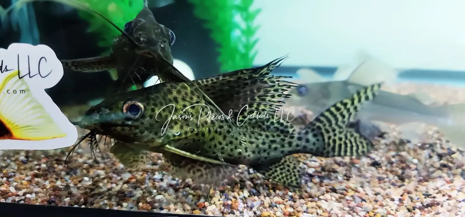 Featherfin squeaker - (Featherfin Synodontis Eupterus)