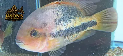 Red-Spotted Cichlid - (Vieja Bifasciatum) Red-Spotted Cichlid - (Vieja Bifasciatum)