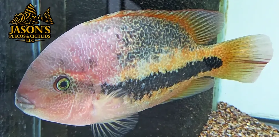 Rio Chacamax Cichlid - (Vieja bifasciata)
