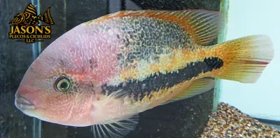 Red-Spotted Cichlid - (Vieja Bifasciatum) Red-Spotted Cichlid - (Vieja Bifasciatum)