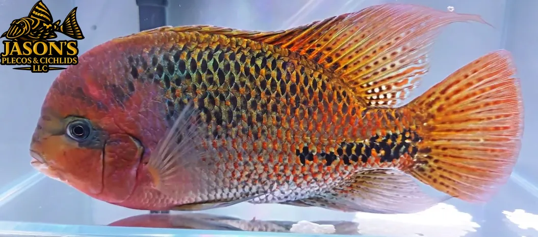 Rio Chacamax Cichlid - (Vieja bifasciata)
