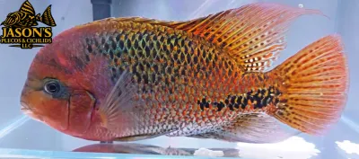 Rio Chacamax Cichlid - (Vieja bifasciata)