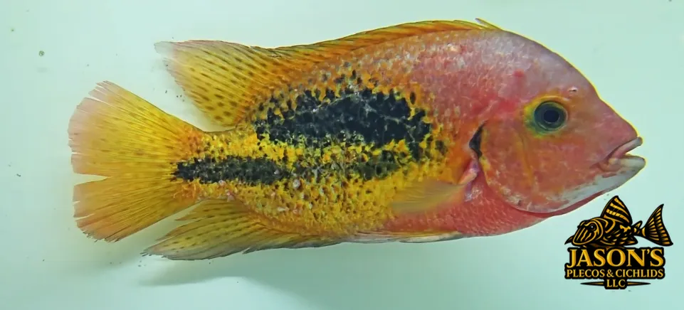 Rio Chacamax Cichlid - (Vieja bifasciata)