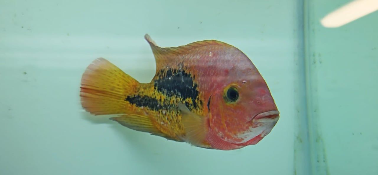 Rio Chacamax Cichlid - (Vieja bifasciata)