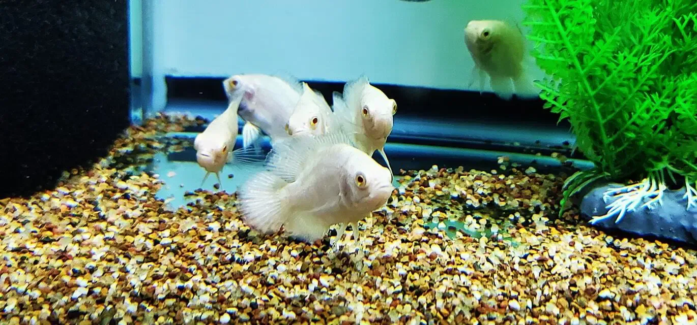 Tiger Oscar - (Astronotus ocellatus) Albino