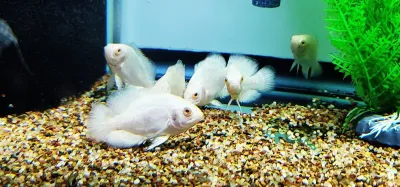 Tiger Oscar - (Astronotus ocellatus) Albino