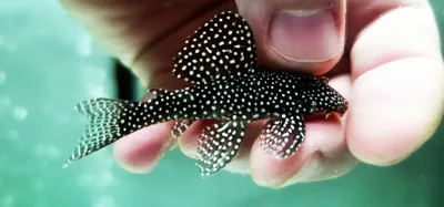 L262 Fine Dotted Pleco - (Hypancistrus sp.) Special