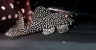 L262 Fine Dotted Pleco - (Hypancistrus sp.) Special