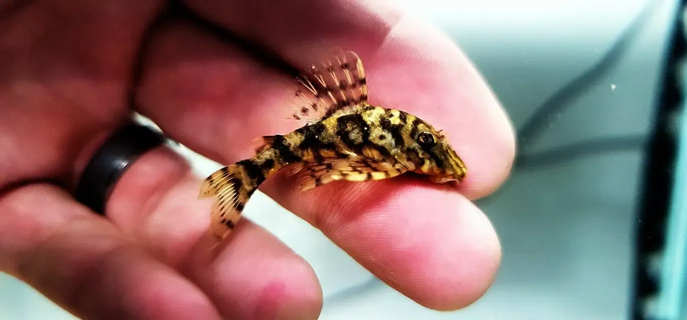 L340 Mega Clown Pleco - (Hypancistrus sp.) Special, Color: Yellow