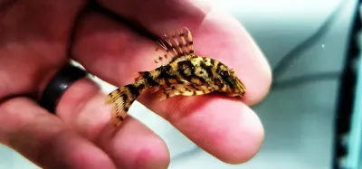 L340 Mega Clown Pleco - (Hypancistrus sp.) Special