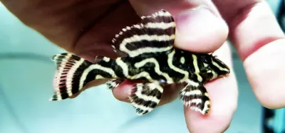 L340 Mega Clown Pleco - (Hypancistrus sp.) Special