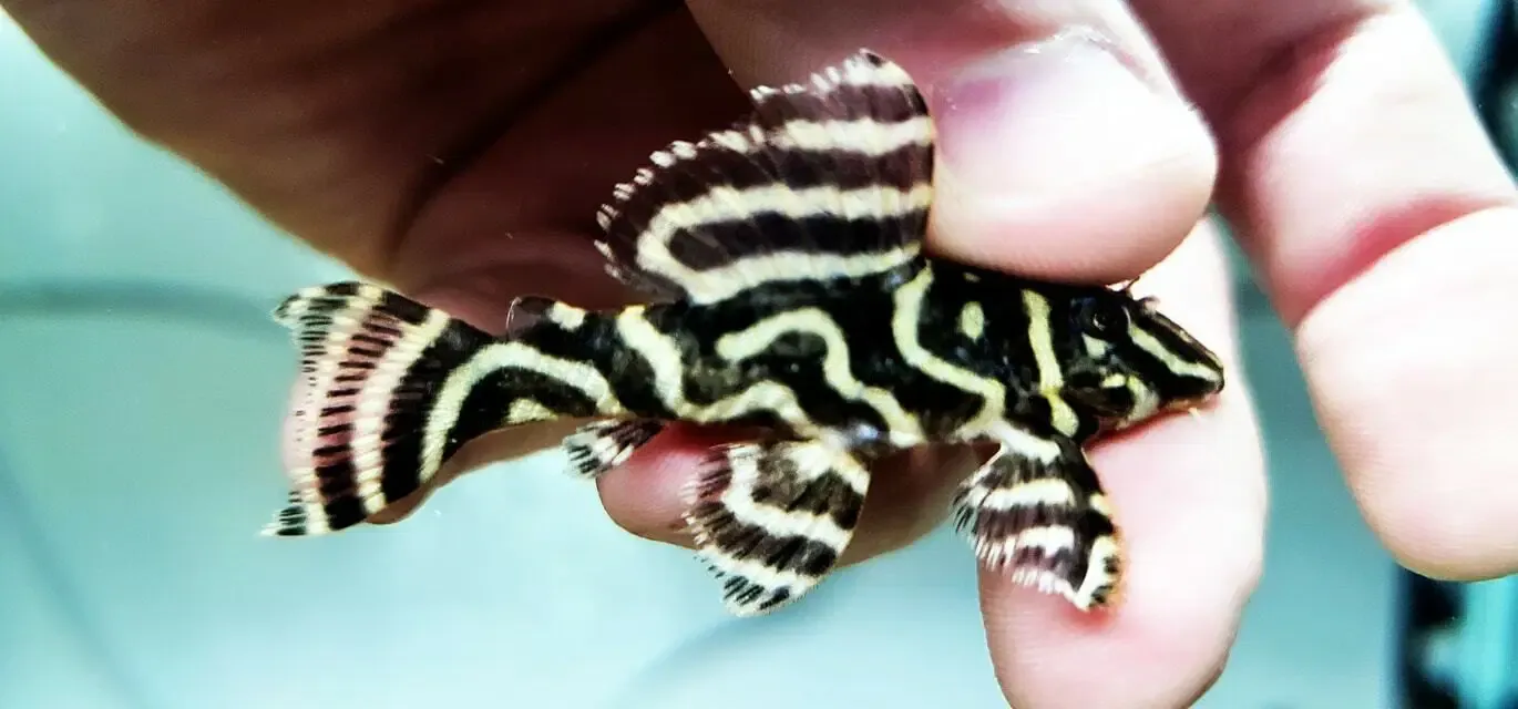 L340 Mega Clown Pleco - (Hypancistrus sp.) Special