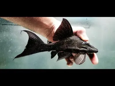 Blue Eyed Pleco - (Panaque cochliodon) Honda