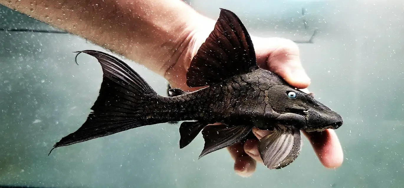 Blue Eyed Pleco - (Panaque cochliodon) Honda