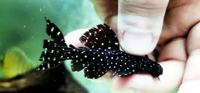 L452 Mustang Cactus Pleco - (Pseudacanthicus sp.)