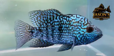 Blue Escondido Cichlid/Pearlscale Cichlid - (Herichthys carpintis)