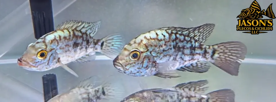 Blue Escondido Cichlid/Pearlscale Cichlid - (Herichthys carpintis)