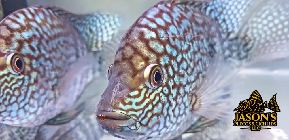 Blue Escondido Cichlid/Pearlscale Cichlid - (Herichthys carpintis)