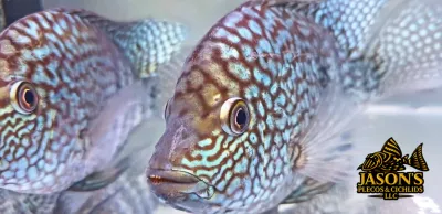 Blue Escondido Cichlid/Pearlscale Cichlid - (Herichthys carpintis)