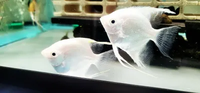 Platinum Angelfish - (Pterophyllum scalare) Platinum Angelfish - (Pterophyllum scalare)