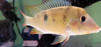 Red Hump Eartheater - (Geophagus steindachneri)