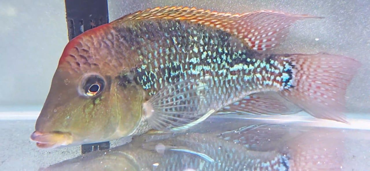 Red Hump Eartheater - (Geophagus steindachneri)