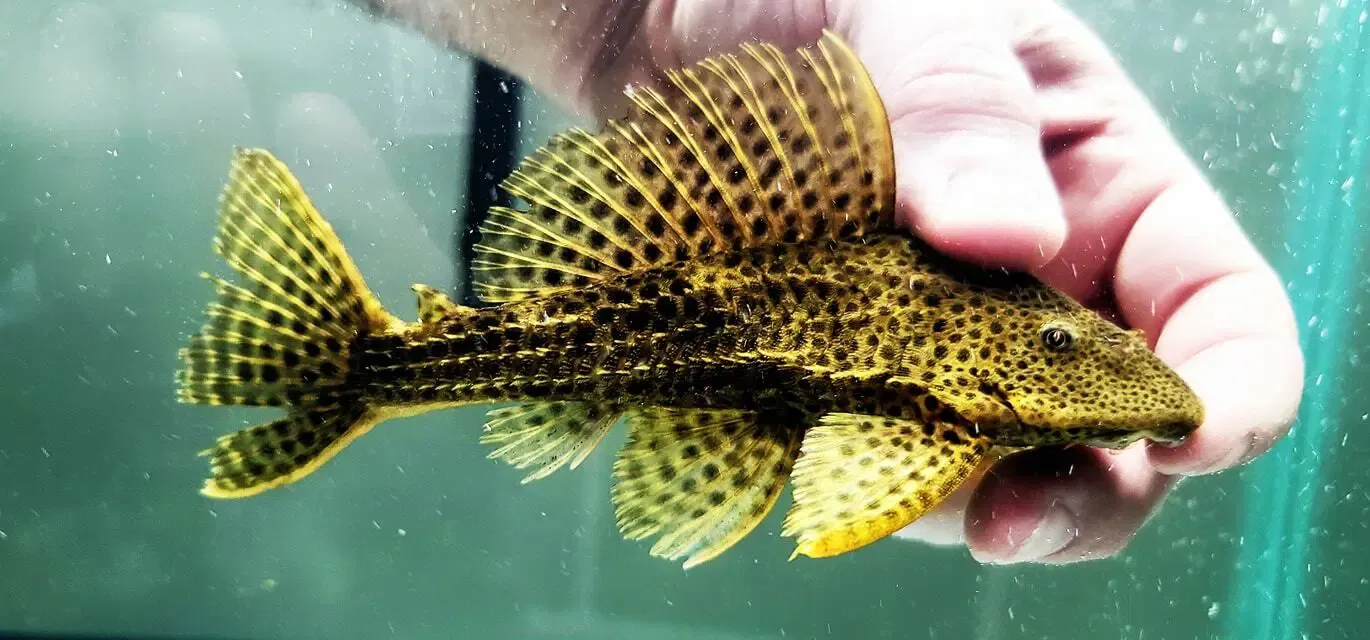 Ranger Pleco - (Pterygoplichthys weberi)