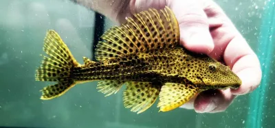 Ranger Pleco - (Pterygoplichthys weberi)