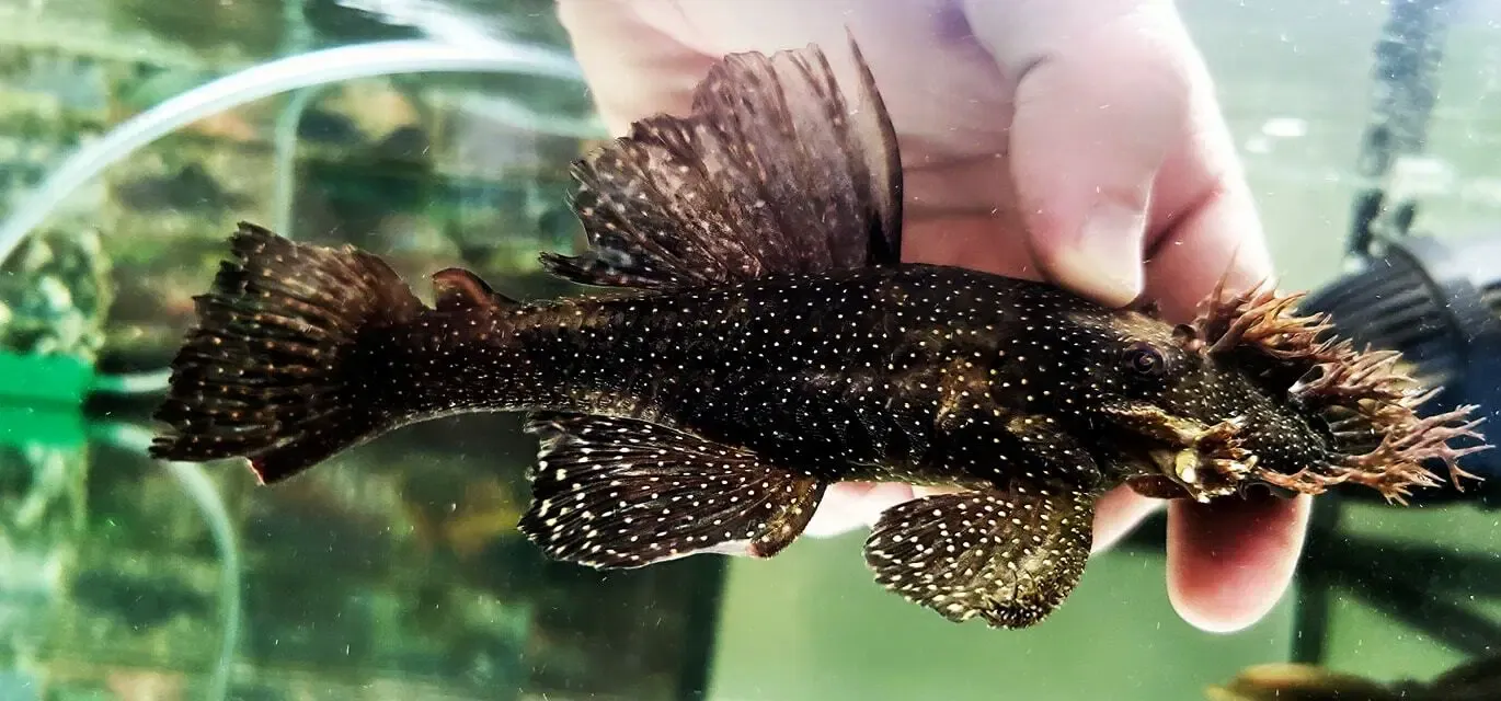 L120 Starlight Bristlenose Pleco - (Ancistrus sp.)