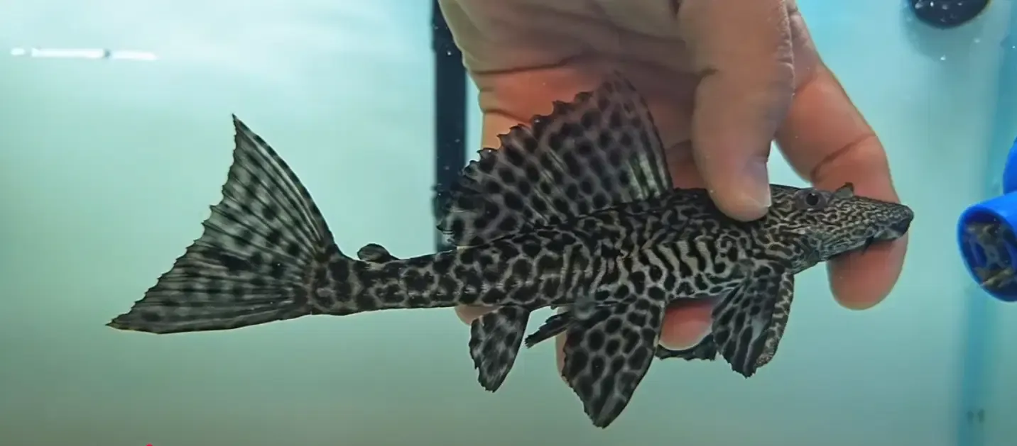 L021 Common Pleco - (Pterygoplichthys pardalis)