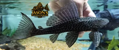 L021 Common Pleco - (Pterygoplichthys pardalis) L021 Common Pleco - (Pterygoplichthys pardalis)