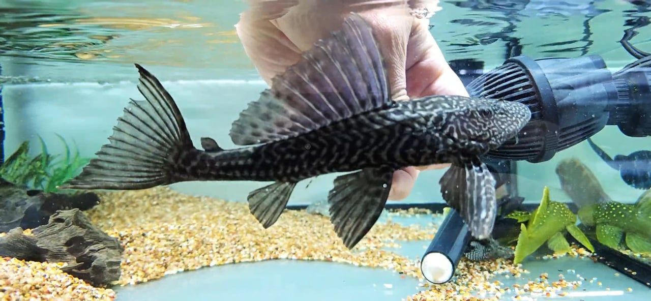 L021 Common Pleco - (Pterygoplichthys pardalis)