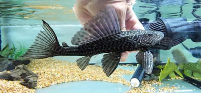 L021 Common Pleco - (Pterygoplichthys pardalis)