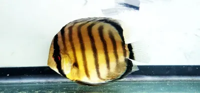 Brown Discus - (Symphysodon aequifasciatus)