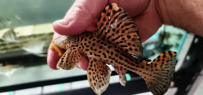 L091 Three Beacon Pleco/Redfin Blackspot Pleco - (Leporacanthicus triactis) Dragon Fin