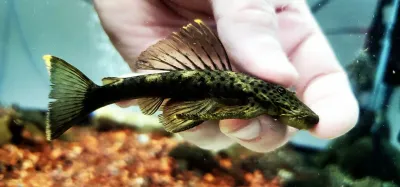 L244 Black Spotted Orinoco-Ancistrus - (Pseudolithoxus dumus)