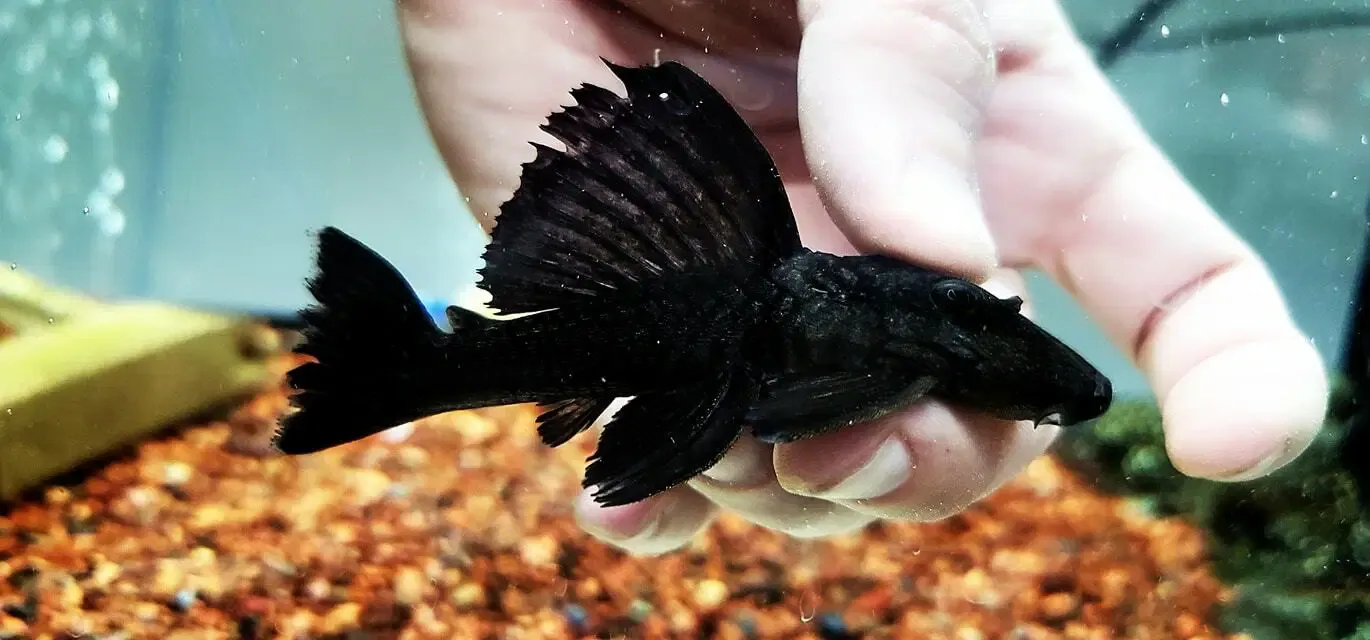 L261 Longspined Stream Pleco - (Pseudancistrus pectegenitor)