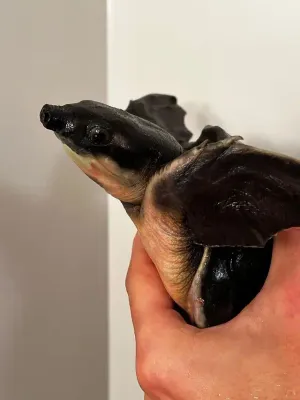 Fly River Turtle/Pig Nose Turtle - (Carettochelys insculpta)