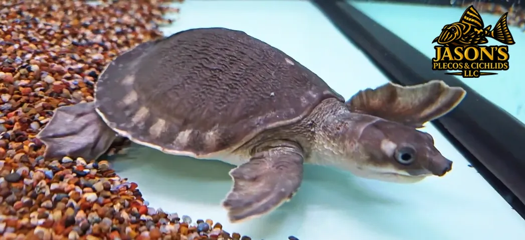 Fly River Turtle/Pig Nose Turtle - (Carettochelys insculpta)