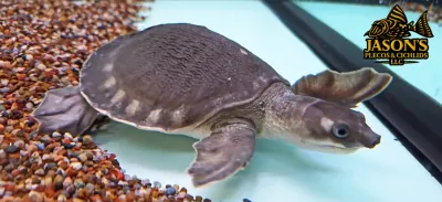 Fly River Turtle/Pig Nose Turtle - (Carettochelys insculpta)