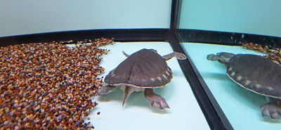 Fly River Turtle/Pig Nose Turtle - (Carettochelys insculpta)