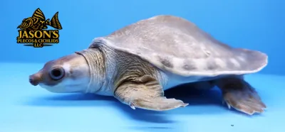 Fly River Turtle/Pig Nose Turtle - (Carettochelys insculpta) Fly River Turtle/Pig Nose Turtle - (Carettochelys insculpta)